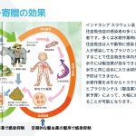インドネシア日本住血吸虫症感染予防のための農業支援